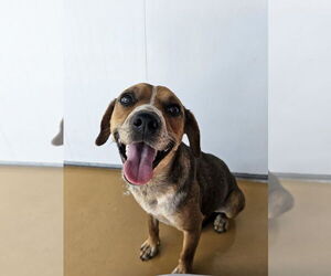 Beagle-Unknown Mix Dogs for adoption in Elmsford, NY, USA