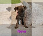 Puppy 3 Bullmastiff-Bullypit Mix