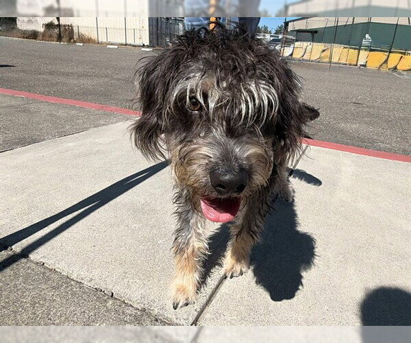Medium Photo #1 Miniature Schnauzer-Unknown Mix Puppy For Sale in Santa Rosa, CA, USA