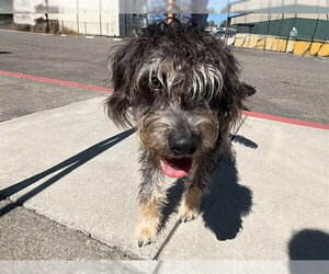 Miniature Schnauzer-Unknown Mix Dogs for adoption in Santa Rosa, CA, USA