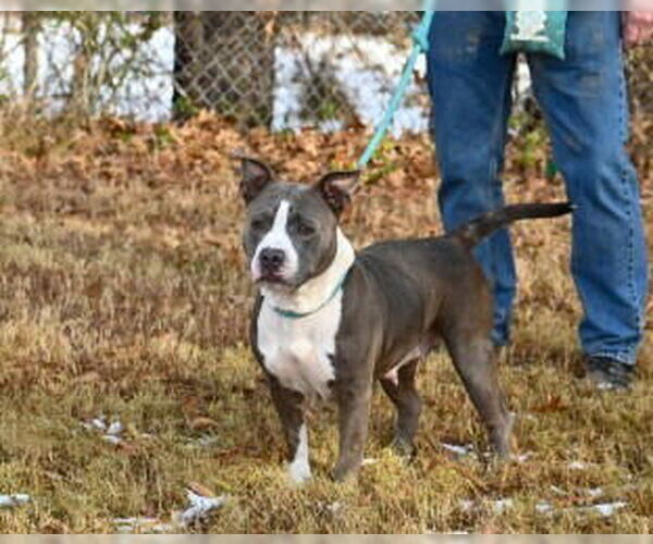 Medium Photo #3 Mutt Puppy For Sale in Glen Allen, VA, USA