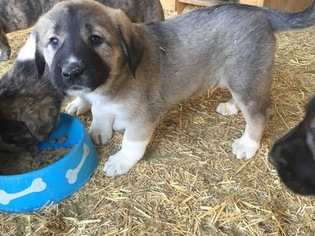 Anatolian Shepherd Puppy for sale in SCOTTSDALE, AZ, USA
