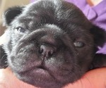 Small Photo #1 Pug Puppy For Sale in HILLSDALE, MI, USA