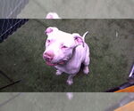 Small American Pit Bull Terrier Mix