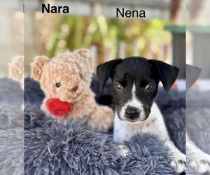 Labrador Retriever-Unknown Mix Dogs for adoption in Jefferson, NJ, USA