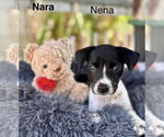 Small Labrador Retriever Mix