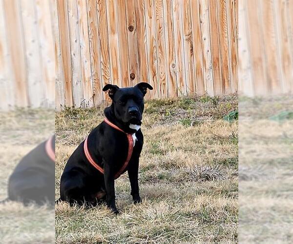 Medium Photo #1 American Staffordshire Terrier-Unknown Mix Puppy For Sale in San Antonio, TX, USA