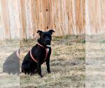 Small American Staffordshire Terrier Mix