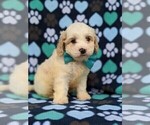 Small Photo #3 Cavachon-Poodle (Toy) Mix Puppy For Sale in QUARRYVILLE, PA, USA