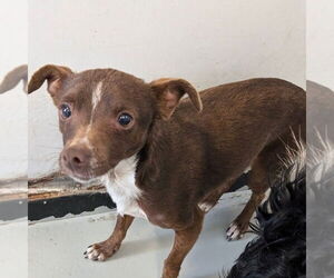 Chihuahua-Unknown Mix Dogs for adoption in Chico, CA, USA