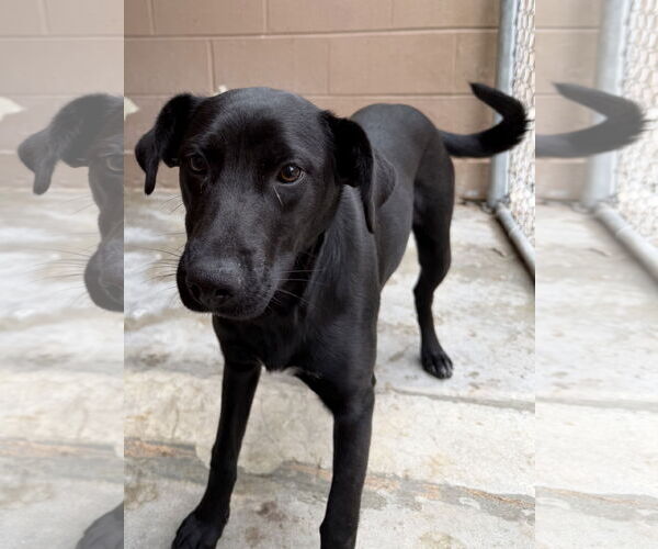 Medium Photo #4 Mutt Puppy For Sale in Hilton Head, SC, USA