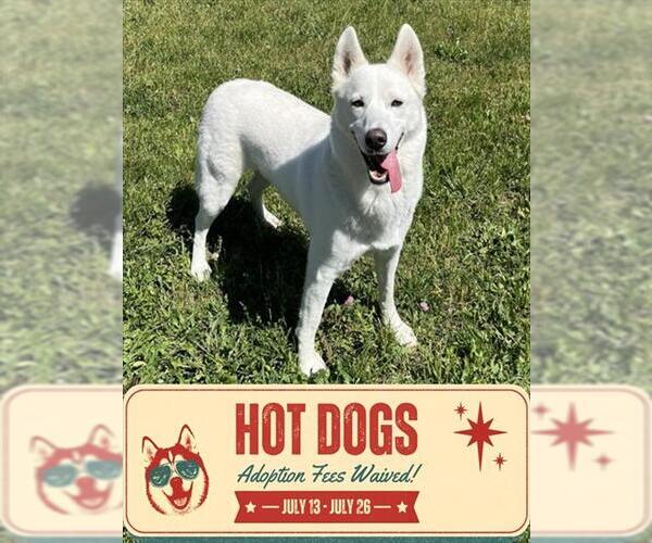 Medium Photo #5 Siberian Husky Puppy For Sale in Toronto, Ontario, Canada