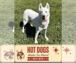 Small #4 Siberian Husky