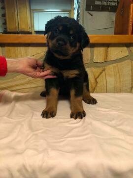 Medium Photo #2 Rottweiler Puppy For Sale in QUEENSTOWN, MD, USA