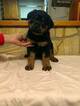 Small Photo #2 Rottweiler Puppy For Sale in QUEENSTOWN, MD, USA
