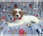 Small #2 Cavapoo