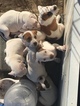Small Photo #1 American Bulldog Puppy For Sale in YOUNGSVILLE, LA, USA