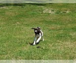 Small Photo #11 German Shorthaired Pointer Puppy For Sale in CELINA, TX, USA