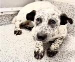 Small #2 Mutt