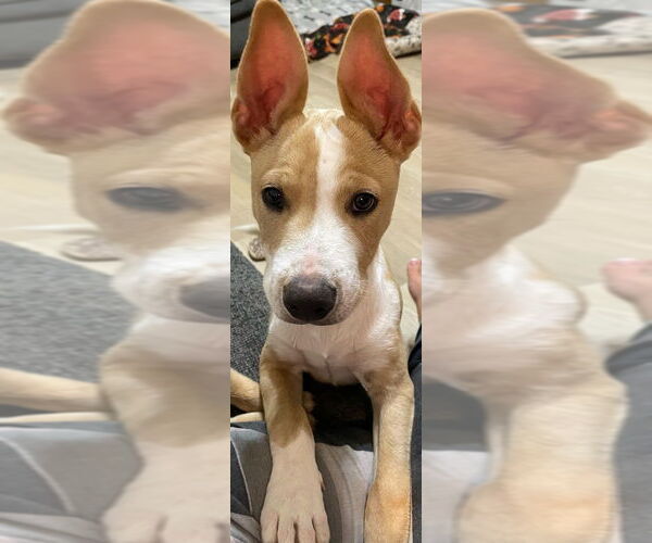 Medium Photo #6 American Pit Bull Terrier-Chihuahua Mix Puppy For Sale in OKLAHOMA CITY, OK, USA