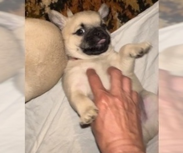 Medium Photo #6 Pug Puppy For Sale in MINERAL RIDGE, OH, USA