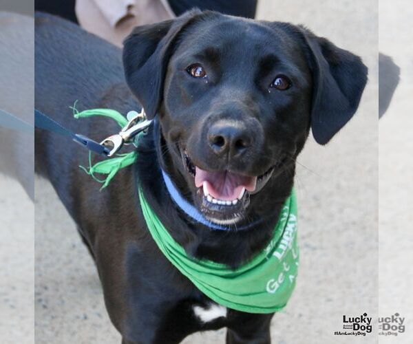 Medium Photo #1 Labrador Retriever-Retriever  Mix Puppy For Sale in Washington, DC, USA
