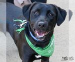 Small Labrador Retriever-Retriever  Mix