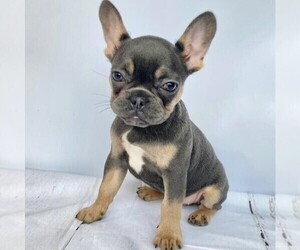 French Bulldog Puppy for sale in COCONUT CREEK, FL, USA