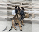 Small Photo #31 Belgian Malinois Puppy For Sale in ONTARIO, CA, USA