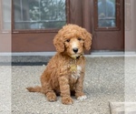 Small Photo #6 Poodle (Standard) Puppy For Sale in WOLCOTT, IN, USA