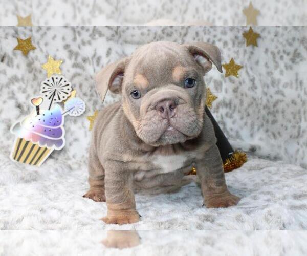 Medium Photo #2 English Bulldog Puppy For Sale in NEW YORK, NY, USA