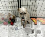 Small #1 Poodle (Miniature)-Red Heeler Mix