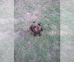 Small Photo #2 Labrador Retriever Puppy For Sale in MILLERS FERRY, AL, USA