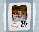 Puppy Ms Orange Golden Retriever