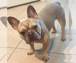 Father of the French Bulldog puppies born on 06/07/2025