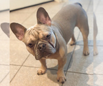 Small Photo #1 French Bulldog Puppy For Sale in SPRING, TX, USA