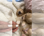 Small Photo #7 Pomeranian Puppy For Sale in FAIRFIELD, CA, USA