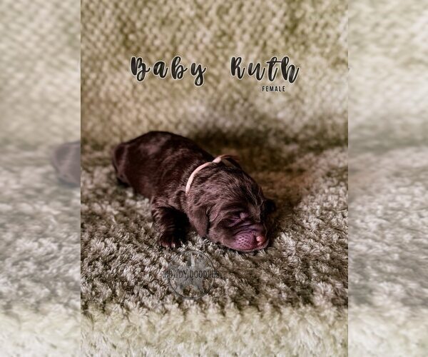 Medium Photo #20 Labradoodle Puppy For Sale in ELIZABETH CITY, NC, USA