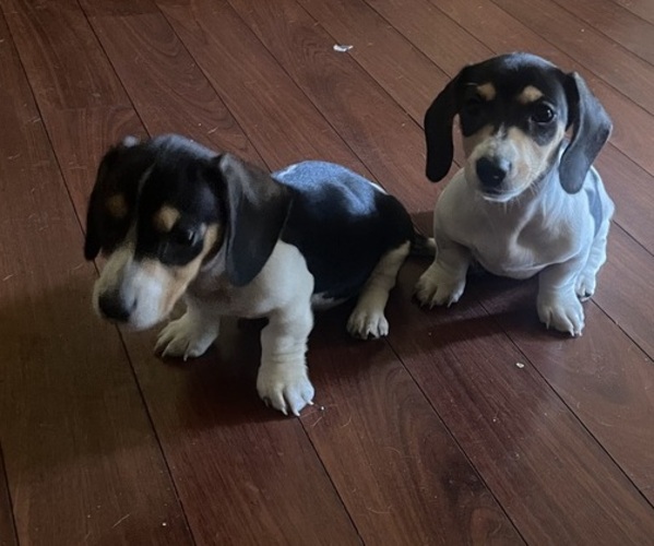 Medium Photo #1 Dachshund Puppy For Sale in GERVAIS, OR, USA