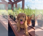 Puppy 2 Goldendoodle (Miniature)