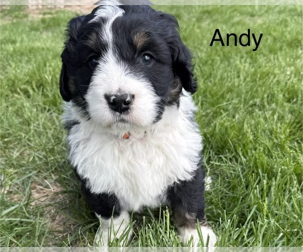 Medium Photo #2 Bernedoodle Puppy For Sale in SIBLEY, IL, USA