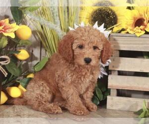 Goldendoodle (Miniature) Puppy for sale in MOUNT VERNON, OH, USA