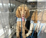 Small #13 Poodle (Standard)
