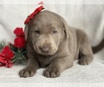 Small Photo #7 Labrador Retriever Puppy For Sale in CEDAR LANE, PA, USA