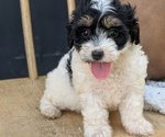 Puppy Roxy Poovanese