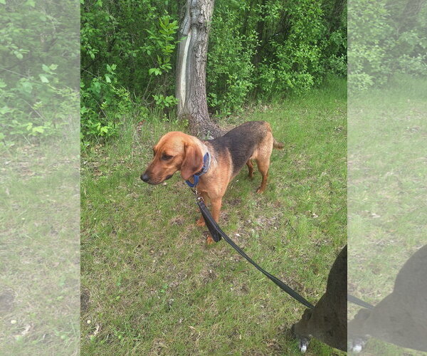 Medium Photo #4 Coonhound-Unknown Mix Puppy For Sale in Buffalo, MN, USA