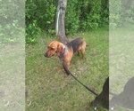 Small #3 Coonhound Mix