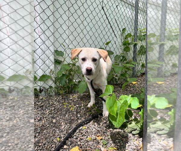Medium Photo #2 Mutt Puppy For Sale in Elmsford, NY, USA