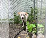 Small #1 Mutt