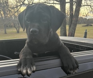 Cane Corso Puppy for sale in GLADEWATER, TX, USA